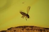 Fossil Fly (Diptera) In Baltic Amber #90798-1